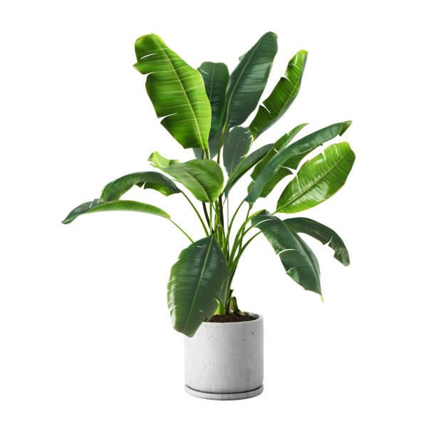 Plant 3